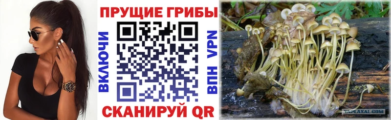 Галлюциногенные грибы Cubensis купить наркотик Макарьев